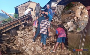 पहिरोले धन्सार भत्कियो, पुरिएर ५ बाख्रा मरे