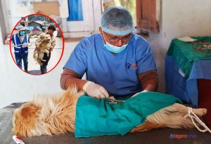 मनाङमा किन गरियो १७१ कुकुरको बन्ध्याकरण ?