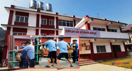 चितुवा उद्धारमै प्रश्न : पिँजडाबाट कसरी फुत्कियो ?