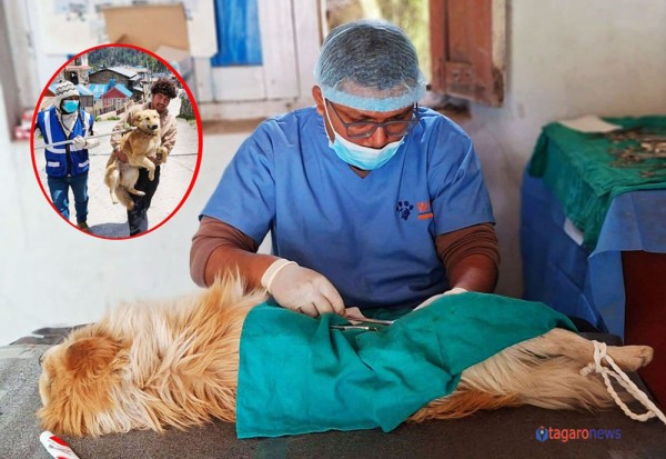 मनाङमा किन गरियो १७१ कुकुरको बन्ध्याकरण ?