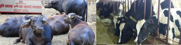 गण्डकी प्रदेशमा ‘गाईभैँसी कल्याण मापदण्ड’ लागू 